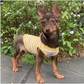 YQYS Dog Shirts Multi-Color Striped Cotton Vest for Small Dogs and Cats Puppy Clothes Teacup Dog Clothing Tank Top for Chihuahua Miniature Pinscher Yellow Small