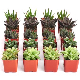 Shop Succulents | Haworthia Collection | Assortment of Hand Selected, Fully Rooted Alluring Miniature Aloe Live Indoor Succulent Plants, 20-Pack,