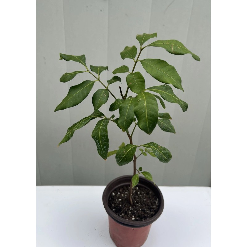 Longan 1 Longan Dimocarpus Tree With Pot 12” Dragon Eye