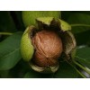 Nature's Potions Ltd WALNUT TREE BLACK SEEDS, (3) Seeds, Juglans