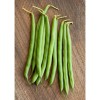 TomorrowSeeds BULK Blue Lake 274 Green Bean Seeds | Bush