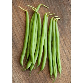 TomorrowSeeds BULK Blue Lake 274 Green Bean Seeds | Bush Beans Wholesale Vegetable Seed 2025 - 30+ Count