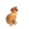 Doodlebone Dog Collar, Aqua, 6-11