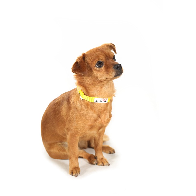 Doodlebone Dog Collar, Aqua, 6-11