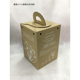 Pot Amaryllis "Crown" (Amaryllis Bulb Cultivation Set)