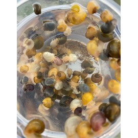 Aquaticblendedfoods Dehydrated Freshwater Snail Food Treat,Snello,15% Calcium,Spirulina,Krill ADS (8oz)