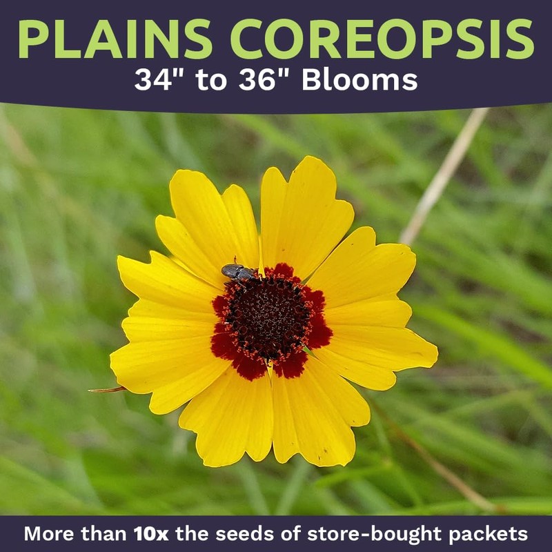 Plains Coreopsis Seeds – Native Flowers – Extra Large Packet