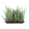 Juniper Burkii - 3 Live Trees - Juniperus Virginiana -