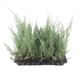 Juniper Burkii - 3 Live Trees - Juniperus Virginiana - Evergreen Screening Red Cedar