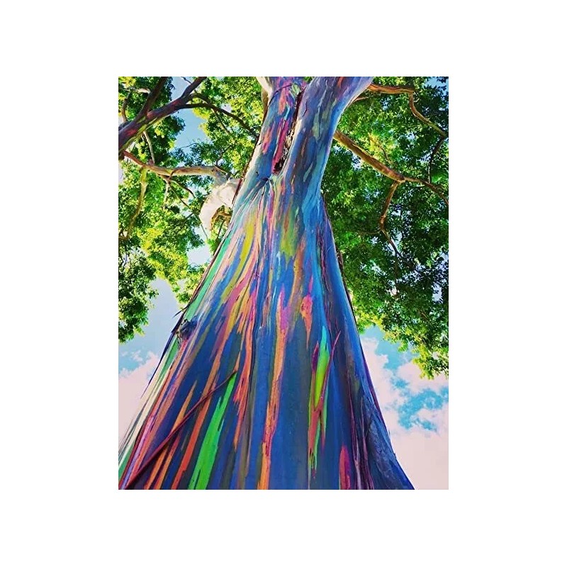 Buy Rare Seeds Eucalyptus deglupta | Rainbow-Eucaly