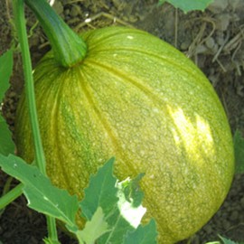 Tatume Squash Seed - 1/4 LB Bulk ~1,000 Seeds - Heirloom, Open Pollinated, Non-GMO, Farm & Vegetable Gardening Seeds - Summer Squash