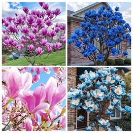 10+ Seed Magnolia Flower Seeds for Planting Outdoors -Perennial Ornamental Fragrant Tree Garden