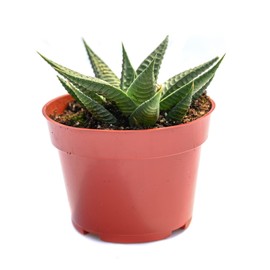 Live Haworthia Succulent Plant – Fully Rooted Large 4-Inch Haworthia Succulent (Haworthia Limifolia Lime)