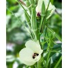 HSC Okra Seeds | Clemson Spineless | Non-GMO-Heirlo - 100+