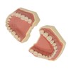 Dental Teaching Model Soft Gum 32 Teeth Dental Demonstration Teeth