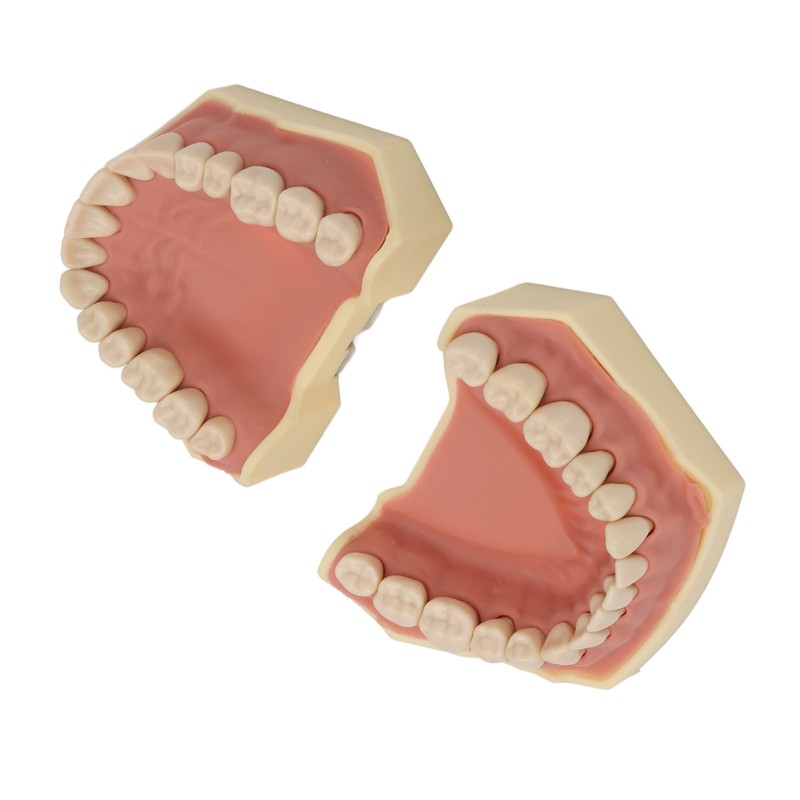 Dental Teaching Model Soft Gum 32 Teeth Dental Demonstration Teeth