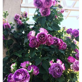 Hybrid Mixed Color Climbing Rose Rosa Bush Vine Climber Fragrant Butterfly Flower 100 Seeds Long-Blooming