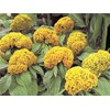 Rare Plant Tree Seeds Celosia Argentea VAR Cristata Yellow 300+