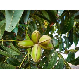 CZ Grain Northern Pecan Trees for Planting | Live Tree Seedlings | No Ship to California - 3 Seedlings