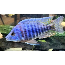 S&C AQUATICS Mini Beefheart & Soft BIT Mix,Beef Heart,Discus Food,Angel Fish Food,Cichlids (5oz) ABF8