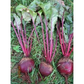 1200 Early Wonder Tall Top Beet Seeds for Planting 1 Ounce of Seeds Non GMO and Heirloom Survival Vegetable Garden
