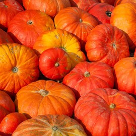 Cinderella Pumpkin Garden Seeds (Rogue VIF d'Etampes) - 4 oz - French Heirloom Pumpkins - Non-GMO - Red-Orange Variety - Vegetable Gardening Seed