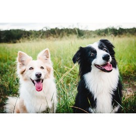 Immune System Booster Dogs - Immune Support and Health - for Dogs Treats - Premium Advanced Formula - Dog Skin Itch Relief - 270 Treats (3 Bottle)