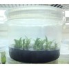Invitroorquid Envases De Polipropileno 600 Ml Para Cultivo In Vitro