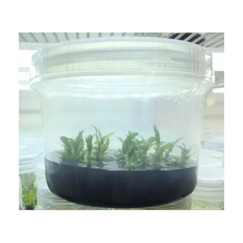 Invitroorquid Envases De Polipropileno 600 Ml Para Cultivo In Vitro