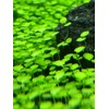 Green Carpet in the Water, Seeds of Aquatic Plants, Mini