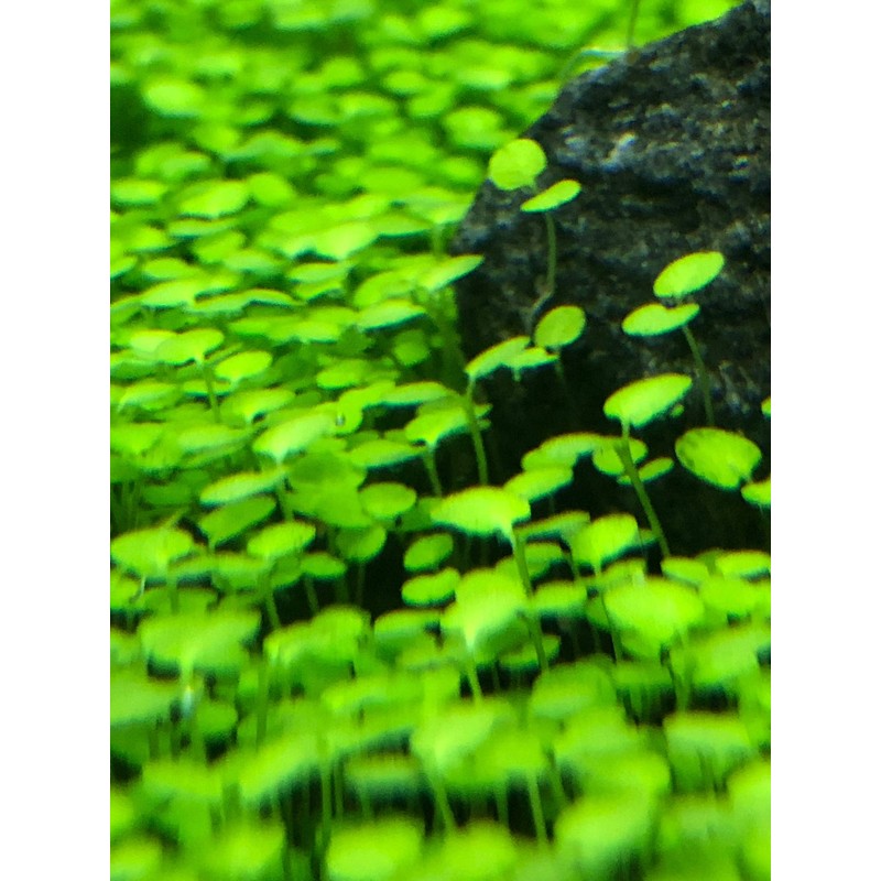Green Carpet in the Water, Seeds of Aquatic Plants, Mini