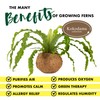 Better-Gro 17” Hanging Kokodama with Birds Nest Fern - Biodegradable,