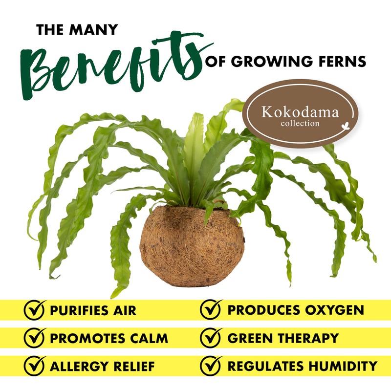 Better-Gro 17” Hanging Kokodama with Birds Nest Fern - Biodegradable,