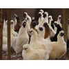 Kenko Club silky chicken garlic egg yolk enteric coated 63