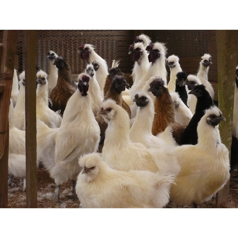 Kenko Club silky chicken garlic egg yolk enteric coated 63