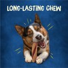 Purina Busy With Beggin' Dog Treats, Twist'd - 10 Count