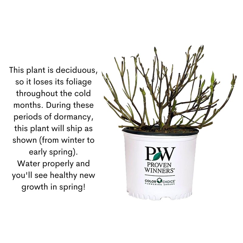 Proven Winners 2 Gal. Double Play Doozie Spirea Shrub