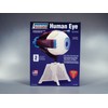 Lindberg Human Eye