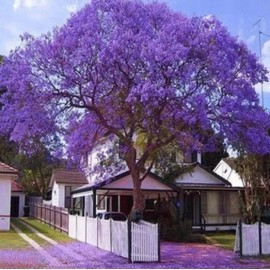 25 Blue Jacaranda Tree Seeds Purple Jacaranda Mimisifolia Flower Seeds