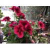 Freshcuts Martha Washington Geranium Pelargonium Mix Cuttings for rooting (6)