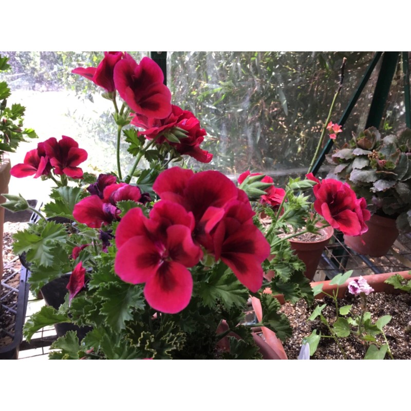 Freshcuts Martha Washington Geranium Pelargonium Mix Cuttings for rooting (6)
