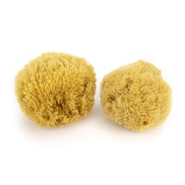 Neptune Caribbean Sea Sponge 2 Pack, Large, Approx. 6-7 inches