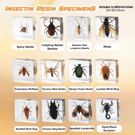 12 Pcs Insect in Resin Specimen Bugs Collection Paperweights, Resin Insects Specimen Frame Decoration for Tabletop Wall Art Decoration Scientific Educational Display Supplies (12 PCS Insects)