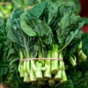 Chinese Broccoli-1000 Seeds, Kai Lan, Gai Lan, Brassica Alboglabra, Open