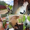 Adjustable Birds Harness and Harness Leash Training Supplies Pet Anti-bite