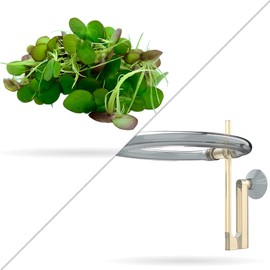 Aquarigram 60+ Giant Duckweed (+Mystery Plant + Invisible Feeding Ring) Live Aquatic Floating Plant for Aquarium (spirodela polyrhiza)