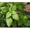 Mai's Family Green Amaranth - White Leaf seeds, Open pollinated,