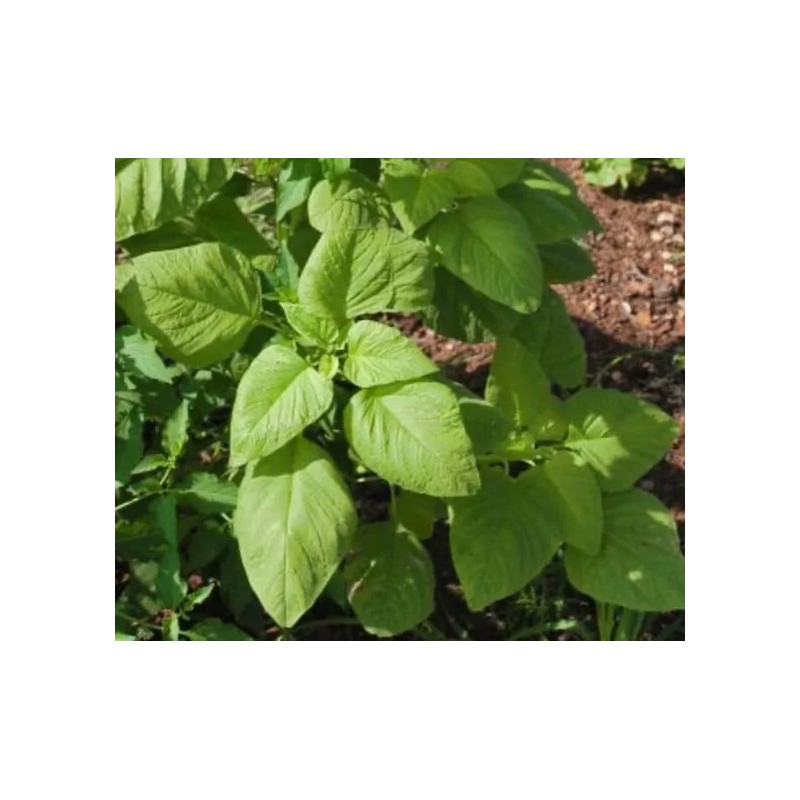 Mai's Family Green Amaranth - White Leaf seeds, Open pollinated,