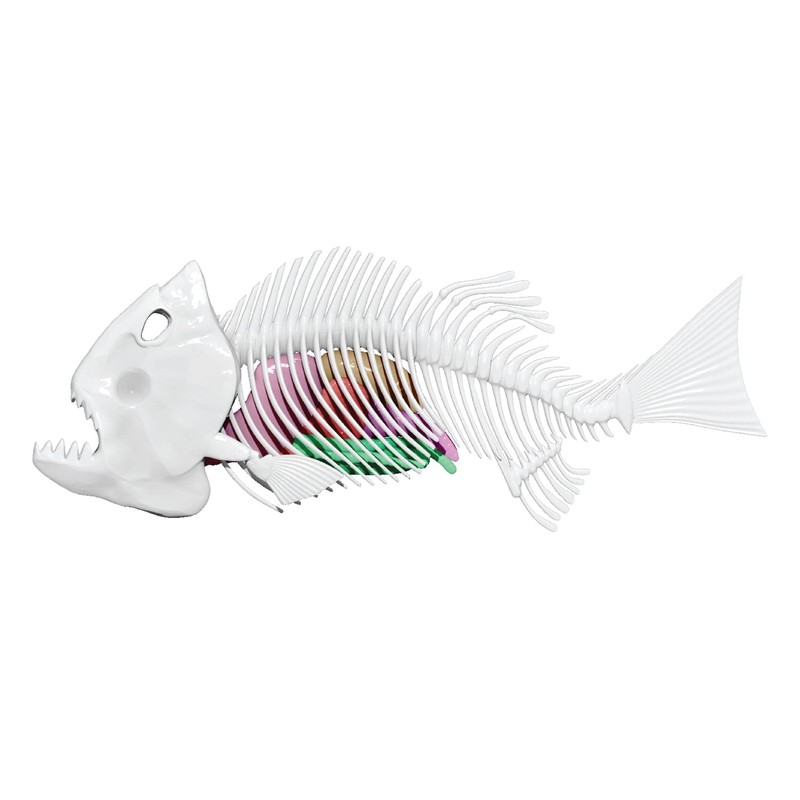 Original Slimy Lab Dissect-IT Piranha - Experiment & Research Dissecting