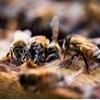Tasmanian Learherwood RAW HONEY | Pure, Unheated, Unfiltered, Unpasteurized, and